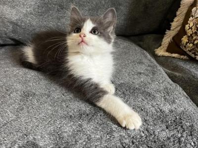 Roxy - Siberian - Gallery Photo #1