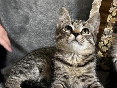 Luna - Siberian - Gallery Photo #1