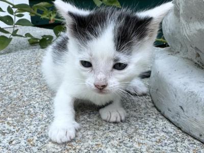 Bowie - Domestic - Gallery Photo #1