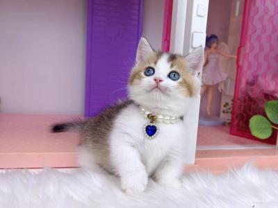 MK030 - Munchkin - Gallery Photo #1
