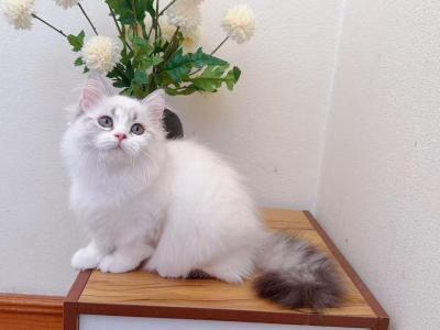 M025 - Minuet - Gallery Photo #1
