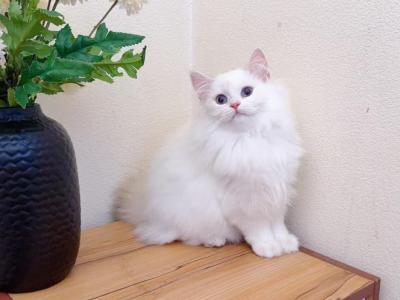 M026 - Minuet - Gallery Photo #1