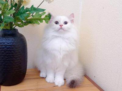 M026 - Minuet - Gallery Photo #1