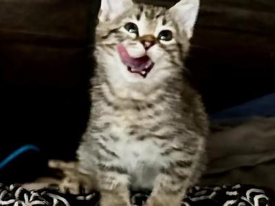 Boba And Whiskey Kittens - Domestic - Gallery Photo #1
