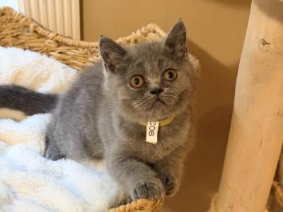 Jacob - British Shorthair - Gallery Photo #1