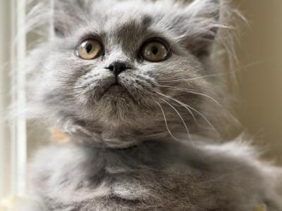 Evelyn - British Shorthair - Gallery Photo #1