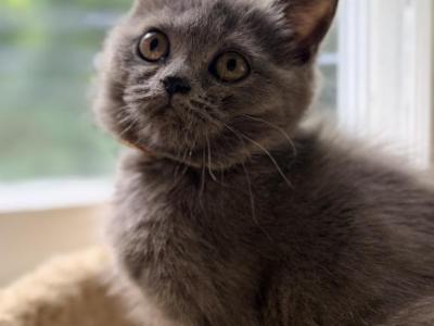 Alice - British Shorthair - Gallery Photo #1