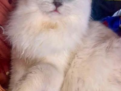 Amika Lilac Mink - Ragdoll - Gallery Photo #1