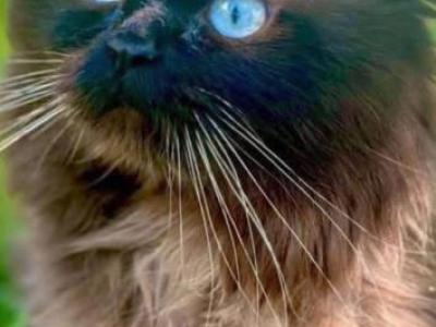 Milo - Himalayan - Gallery Photo #1