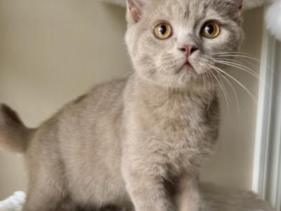 British Shorthair Fawn - British Shorthair - Gallery Photo #1