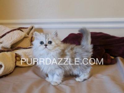 Female Kitten - Persian - Gallery Photo #1