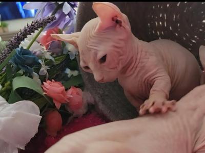 ODD EYED Girl - Sphynx - Gallery Photo #1