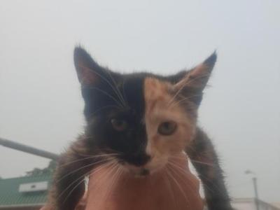 Chimera - Chartreux - Gallery Photo #1