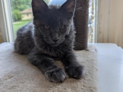Maine Coon Female - Maine Coon - Gallery Photo #1
