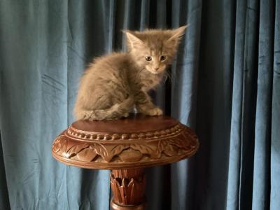 Anna Of Donnelly - Maine Coon - Gallery Photo #1