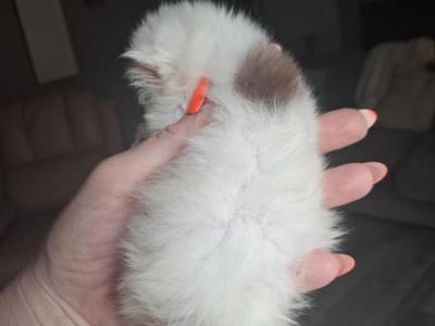 Cfa Persian Kittens Chocolate - Persian - Gallery Photo #1