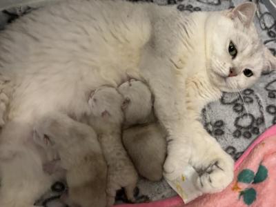 Son I Kittens - Scottish Straight - Gallery Photo #1