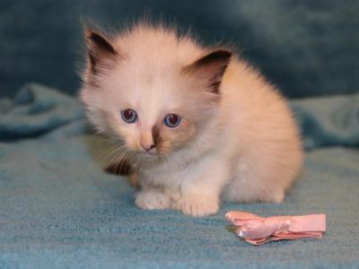 Dax - Ragdoll - Gallery Photo #1