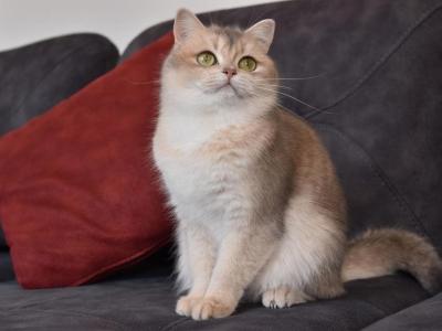 Olivia - British Shorthair - Gallery Photo #1