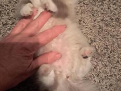 Sarah - Persian - Gallery Photo #1