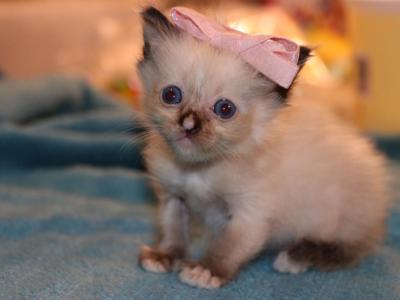 Batman  It's A Girl  Polydactly - Ragdoll - Gallery Photo #1