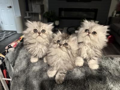 Smoke Silver Persians - Persian - Gallery Photo #1