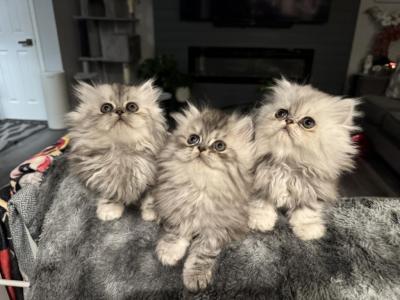 Persian Kittens - Persian - Gallery Photo #1