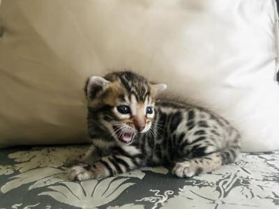 Kittens Bengal - Bengal - Gallery Photo #1