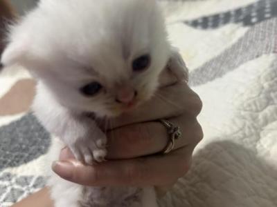Angel - Munchkin - Gallery Photo #1