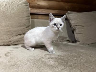 Beautiful Boys - Siamese - Gallery Photo #1