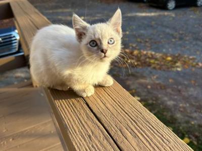 Siamese Seal Point Girl - Siamese - Gallery Photo #1