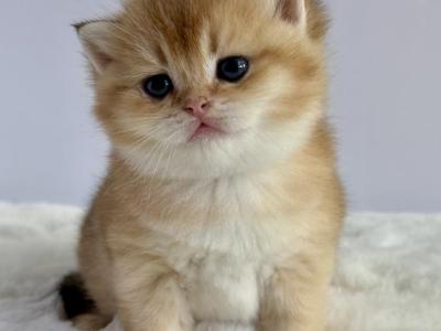 Leo - British Shorthair - Gallery Photo #1
