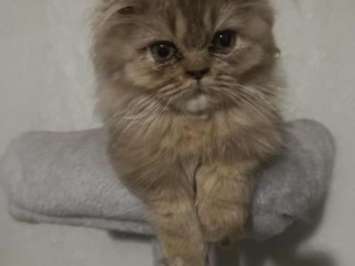 Chocolate Super Short Munchkin - Minuet - Gallery Photo #1