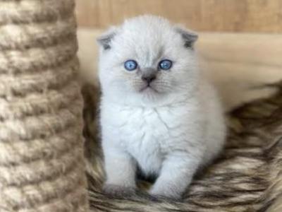 Ella - Scottish Fold - Gallery Photo #1