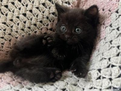Roly - Minuet - Gallery Photo #1