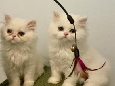 Maggie  Kittens - Persian - Gallery Photo #1