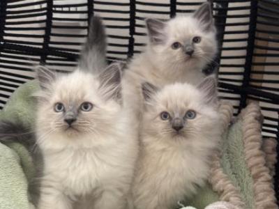 Ragdoll Litter - Ragdoll - Gallery Photo #1