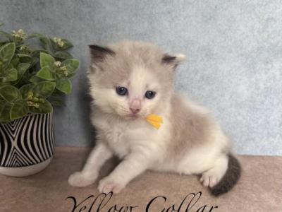 Mink & Traditonal Litter - Ragdoll - Gallery Photo #1