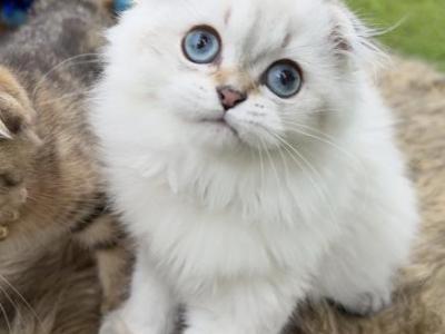 Golden Shaded Point Girl - Scottish Fold - Gallery Photo #1