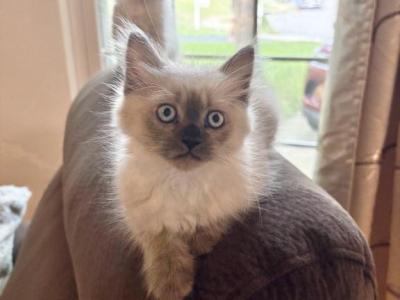 Cocoa - Himalayan - Gallery Photo #1