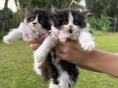 Black Bicolor LH Sisters - Scottish Straight - Gallery Photo #1