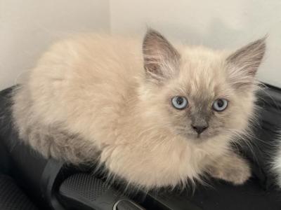 Cookie - Domestic - Gallery Photo #1