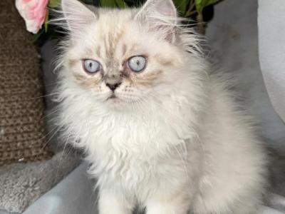 PO12 Finn Male Lilac Point Himalayan Doll Face - Himalayan - Gallery Photo #1