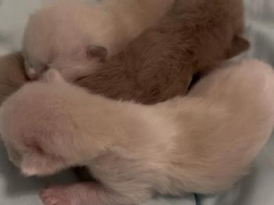 Lattes Litter - Ragdoll - Gallery Photo #1