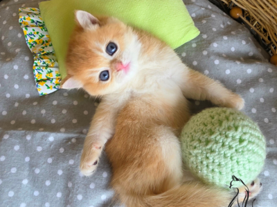 Ethan - British Shorthair - Gallery Photo #1