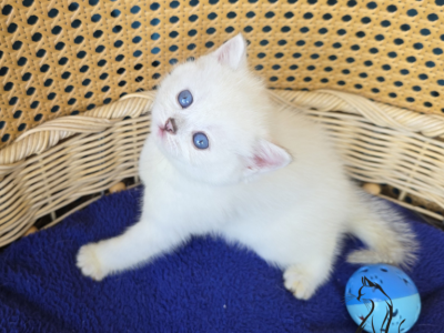 Aster - Scottish Straight - Gallery Photo #1