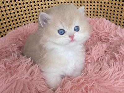 Elvis - British Shorthair - Gallery Photo #1
