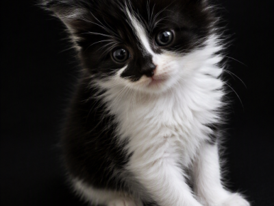 Cookie Polydactyl Maine Coon - Maine Coon - Gallery Photo #1