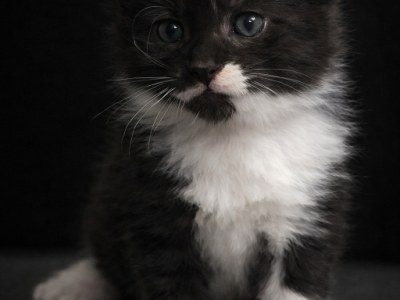 Cupcake Polydactyl Maine Coon - Maine Coon - Gallery Photo #1