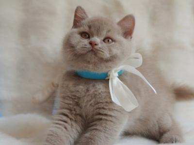 British Ulysses - British Shorthair - Gallery Photo #1